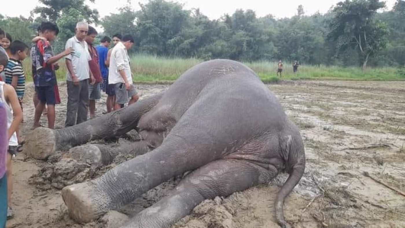 elephant jhapa (1).jpg